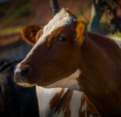imagem de uma vaca